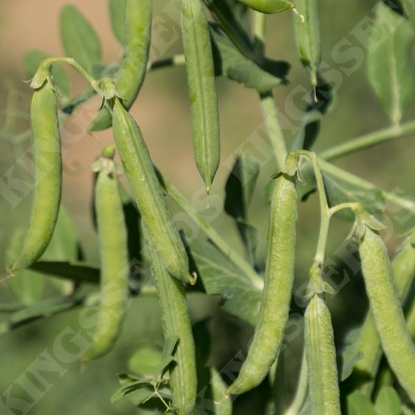 Picture of Pea Flovert (Petit pois)